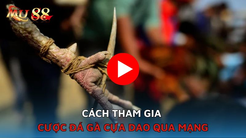 Cách tham gia cược đá gà cựa dao qua mạng