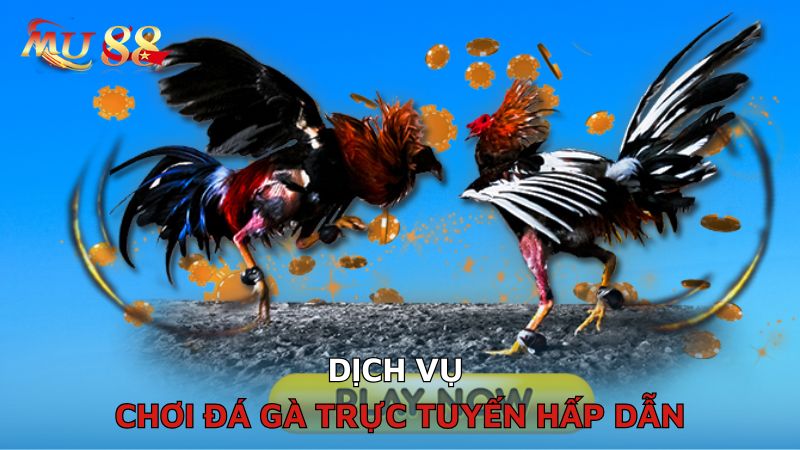 Dịch vụ chơi đá gà trực tuyến hấp dẫn