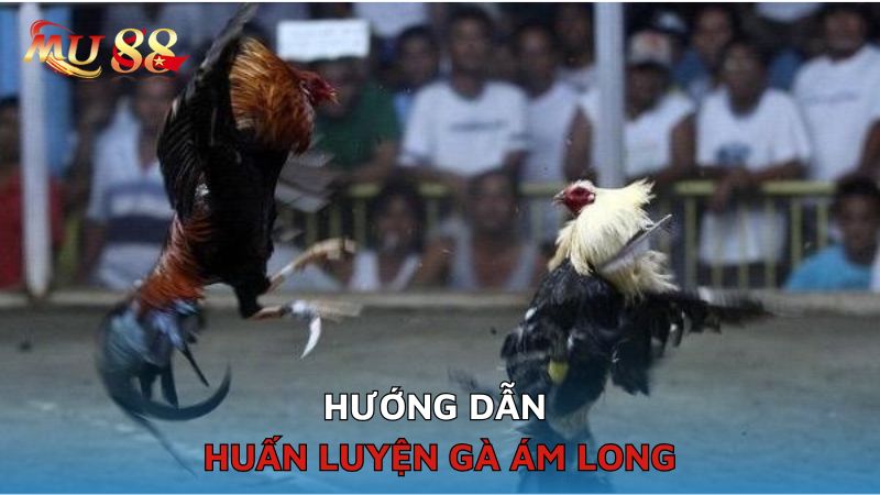 Hướng dẫn huấn luyện gà Ám Long