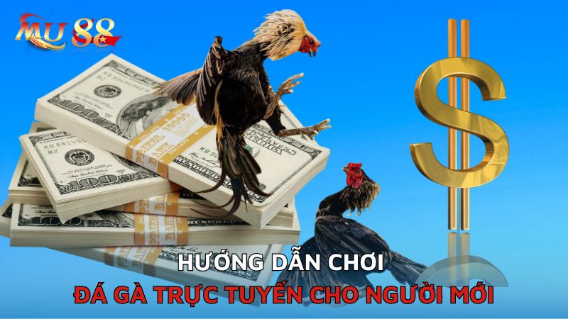 Hướng dẫn chơi đá gà trực tuyến cho người mới