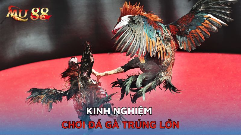 Kinh nghiệm chơi đá gà trúng lớn