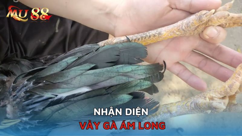 Nhận diện vảy Ám Long